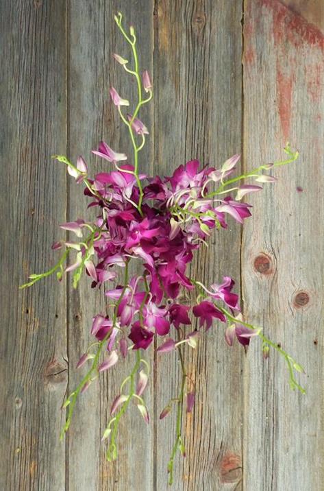 SABINE  PURPLE DENDROBIUM ORCHID